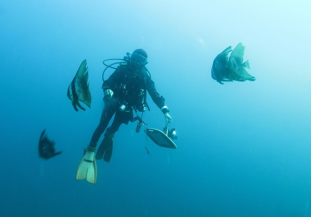 串本　ダイビング　南紀　赤鯱　生物　サンゴ　珊瑚