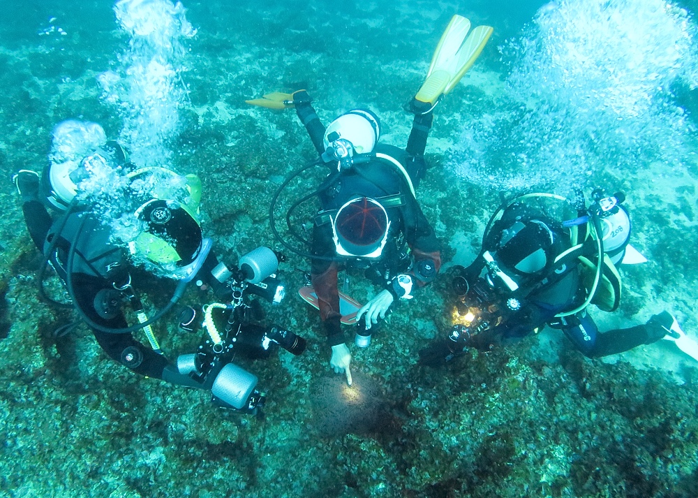 串本　ダイビング　南紀　赤鯱　生物　サンゴ　珊瑚