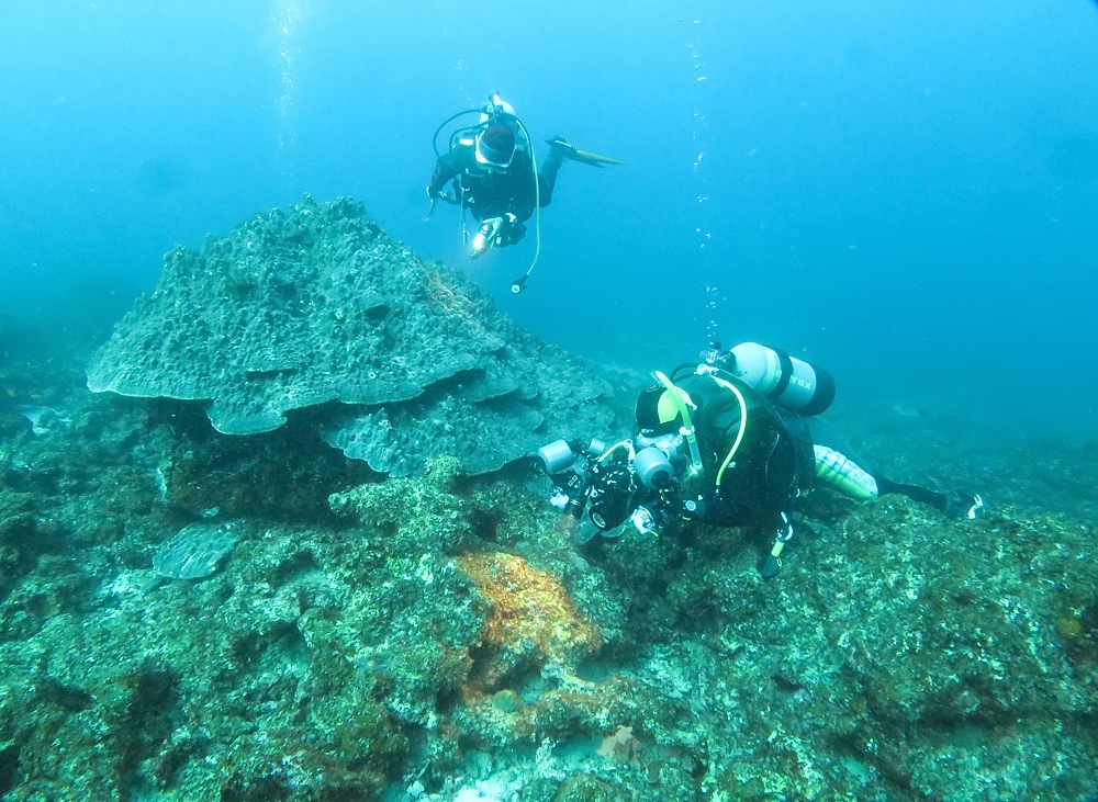 串本　ダイビング　南紀　赤鯱　生物　サンゴ　珊瑚