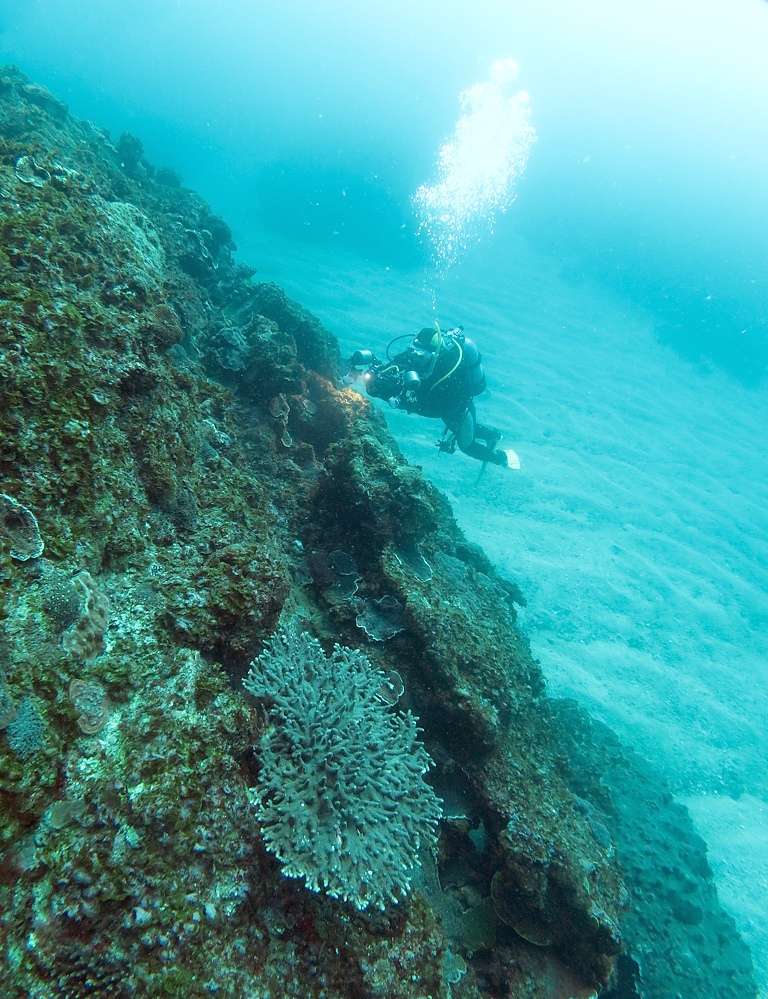 串本　ダイビング　南紀　赤鯱　生物　サンゴ　珊瑚