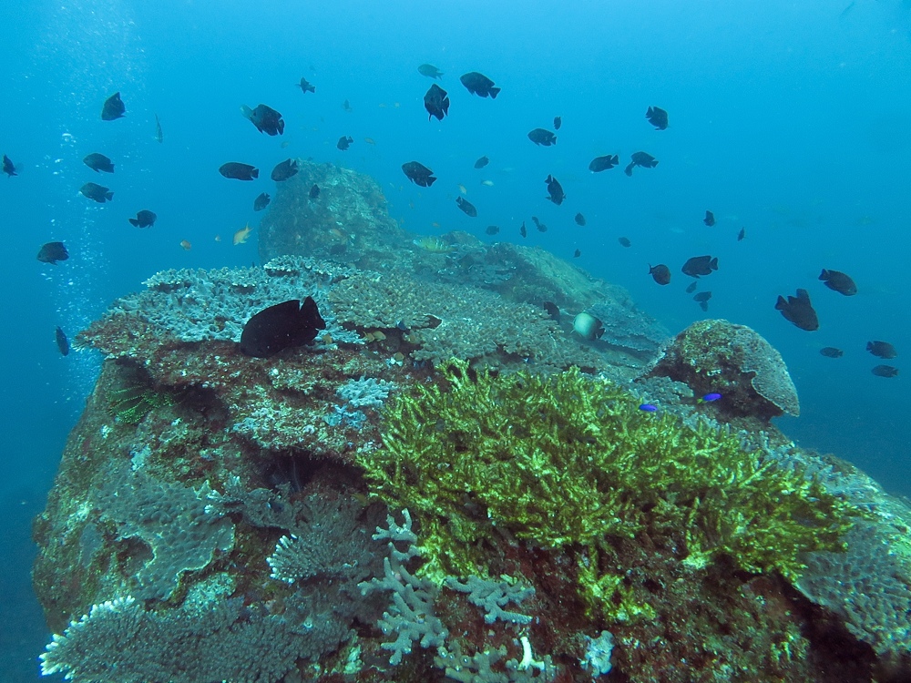 串本　ダイビング　南紀　赤鯱　生物　サンゴ　珊瑚