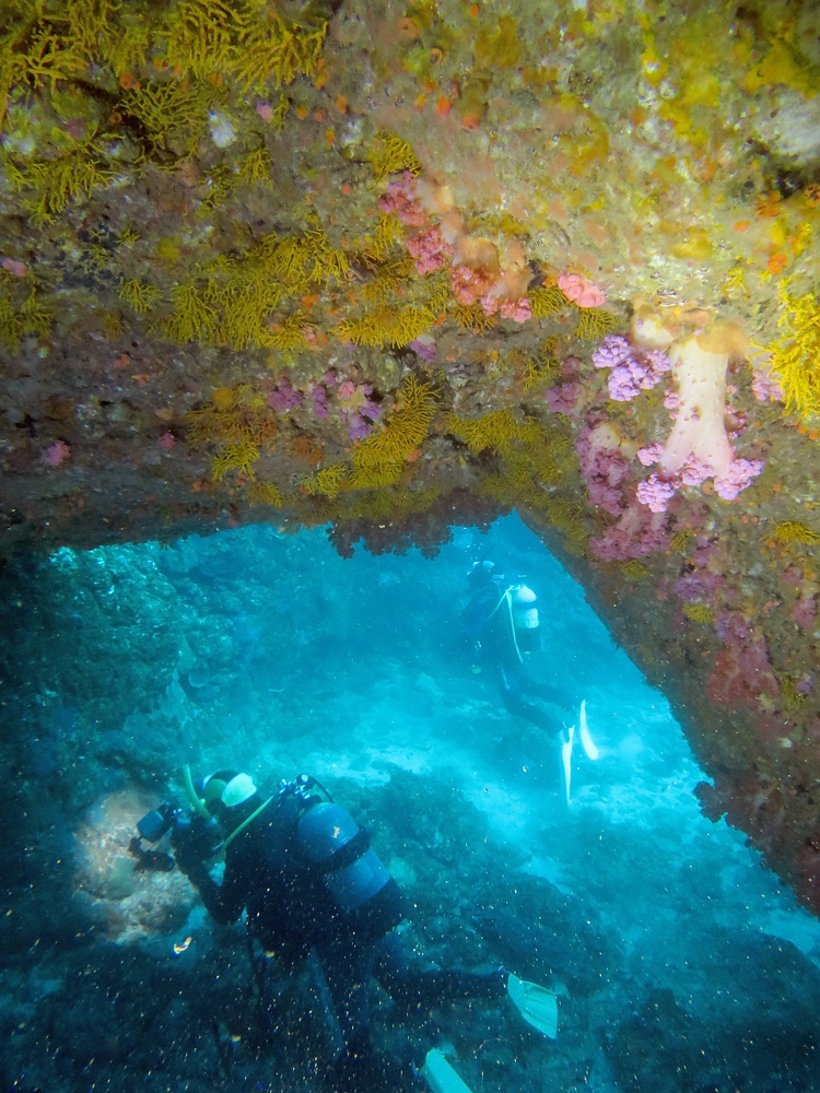 串本　ダイビング　南紀　赤鯱　生物　サンゴ　珊瑚