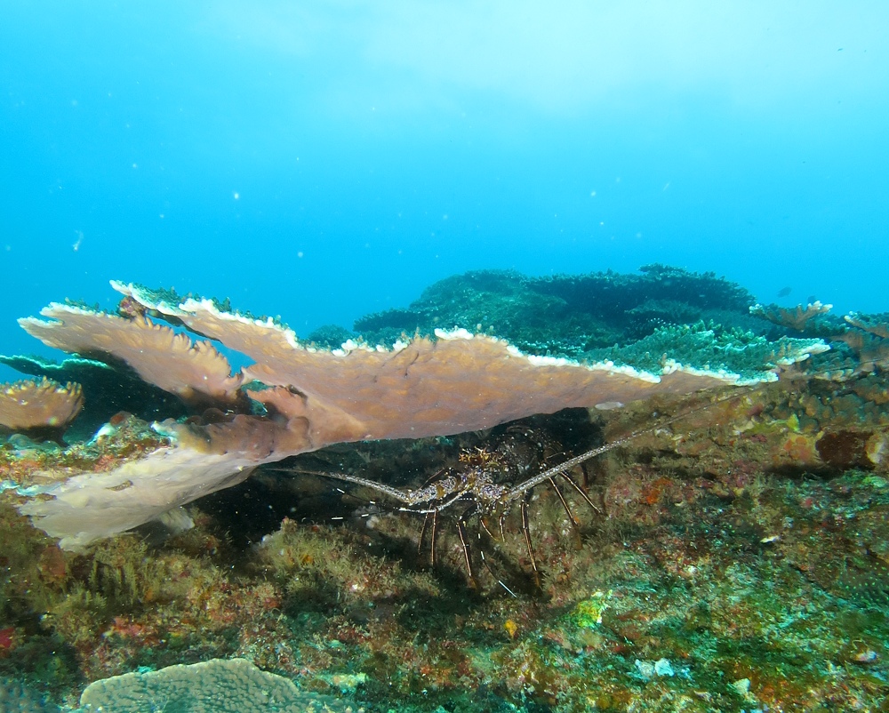 串本　ダイビング　南紀　赤鯱　生物