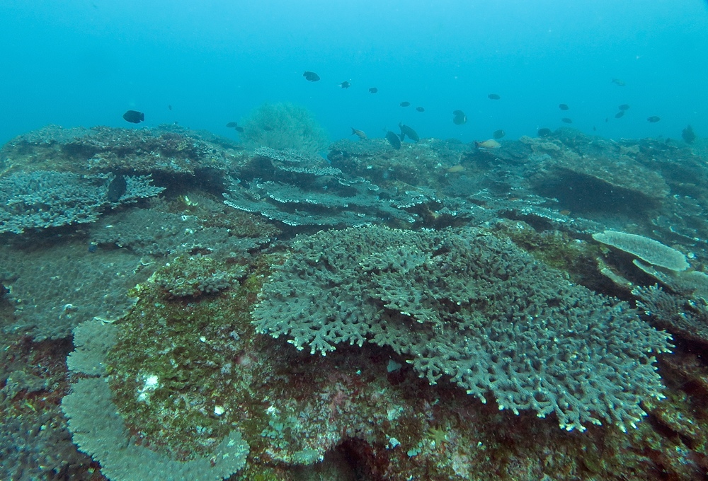 串本　ダイビング　南紀　赤鯱　生物　サンゴ　珊瑚
