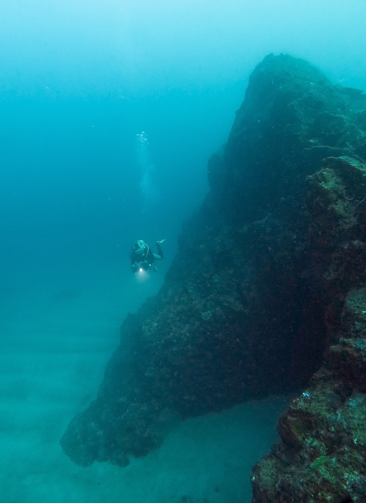 串本　ダイビング　南紀　赤鯱　生物
