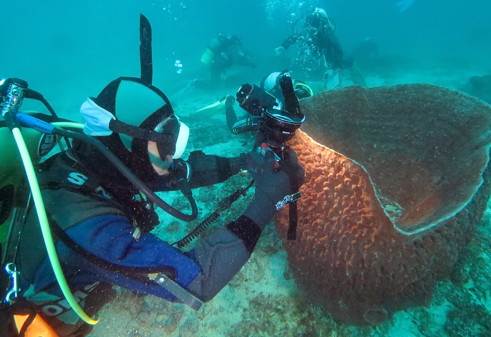 串本　ダイビング　南紀　赤鯱　生物