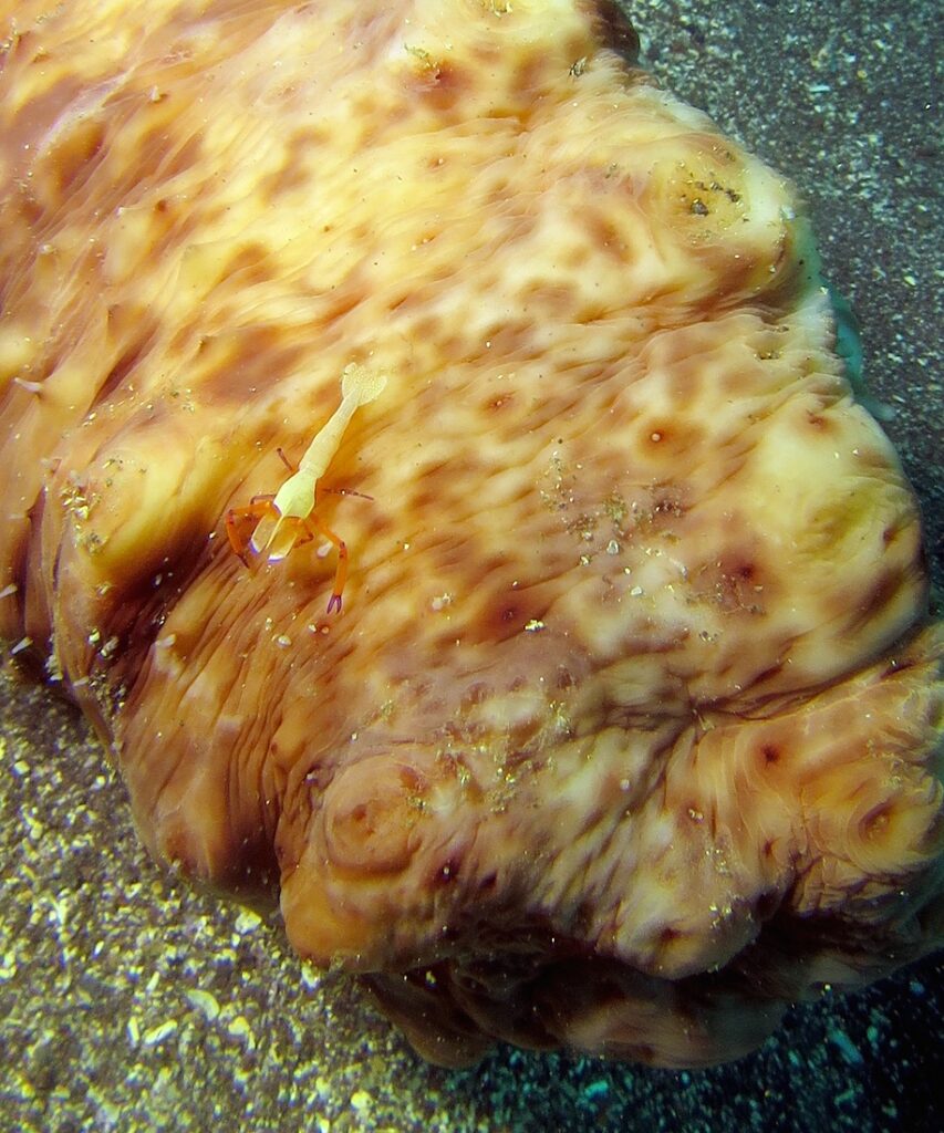 福浦　ダイビング　水中スクーター　ナイトダイビング　ウミウシカクレエビ