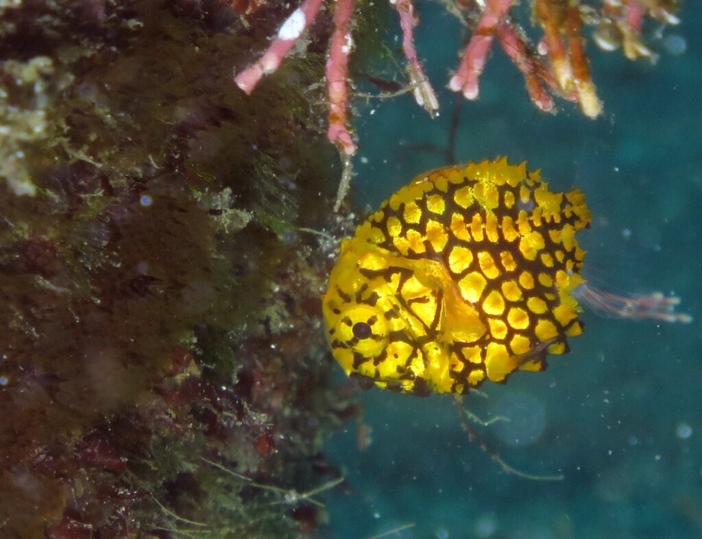 福浦　ダイビング　水中スクーター　ナイトダイビング　ウミウシカクレエビ