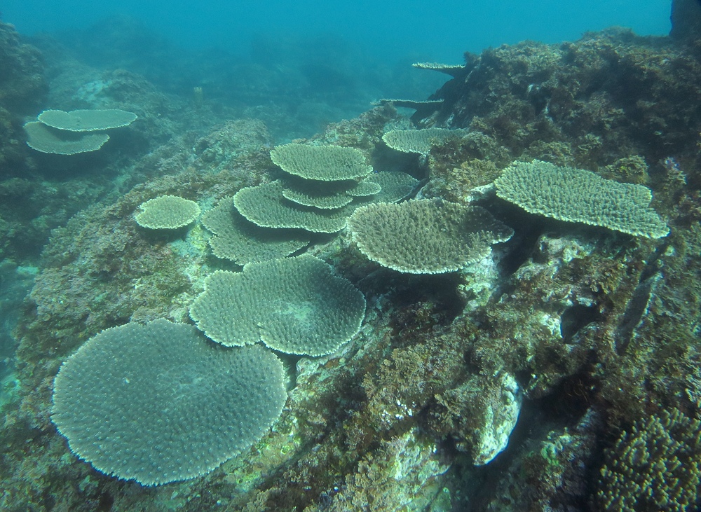 福浦　ダイビング　水中スクーター　ナイトダイビング　ウミウシカクレエビ