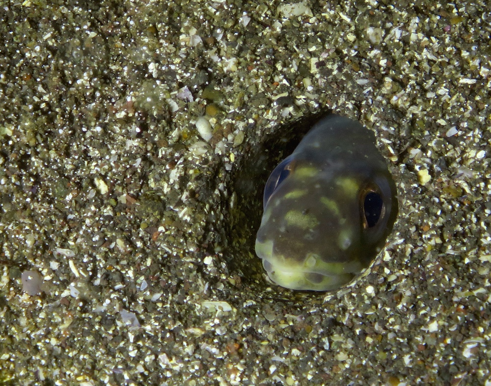 福浦　ダイビング　水中スクーター　ナイトダイビング　ウミウシカクレエビ