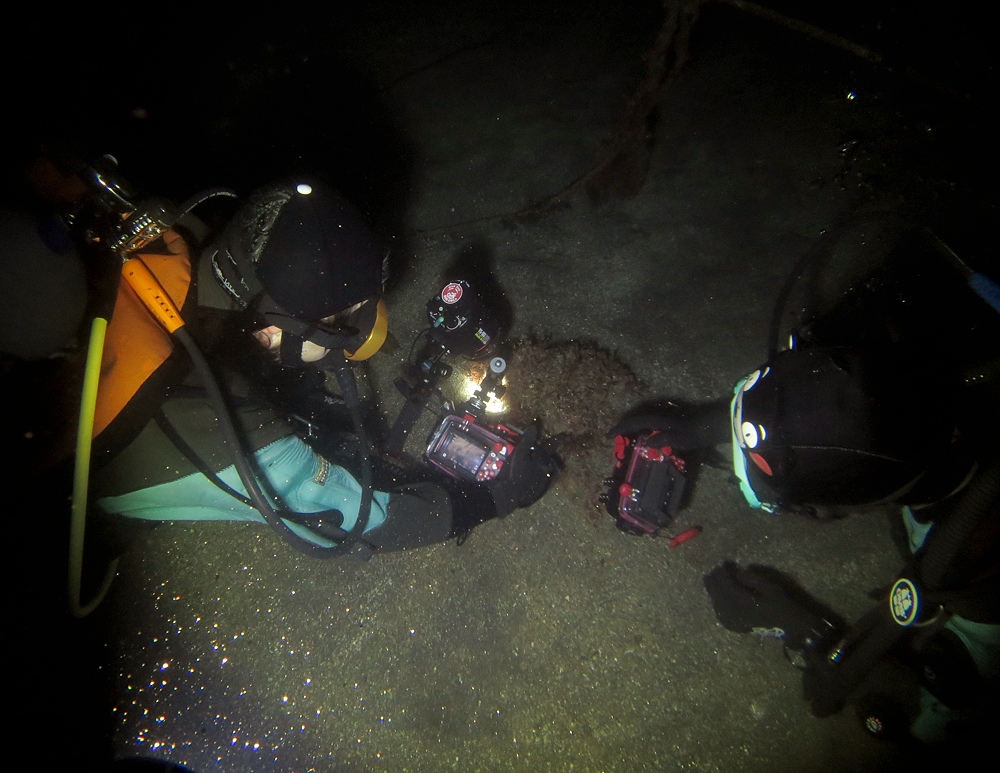 福浦　ダイビング　水中スクーター　ナイトダイビング　ウミウシカクレエビ