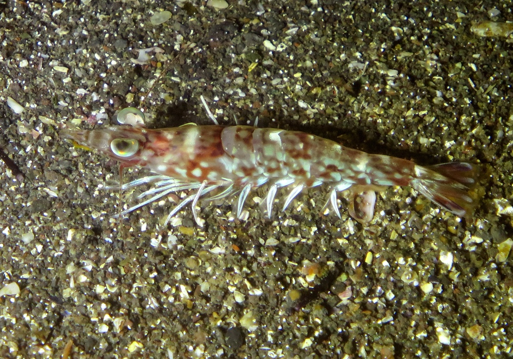 福浦　ダイビング　水中スクーター　ナイトダイビング　ウミウシカクレエビ