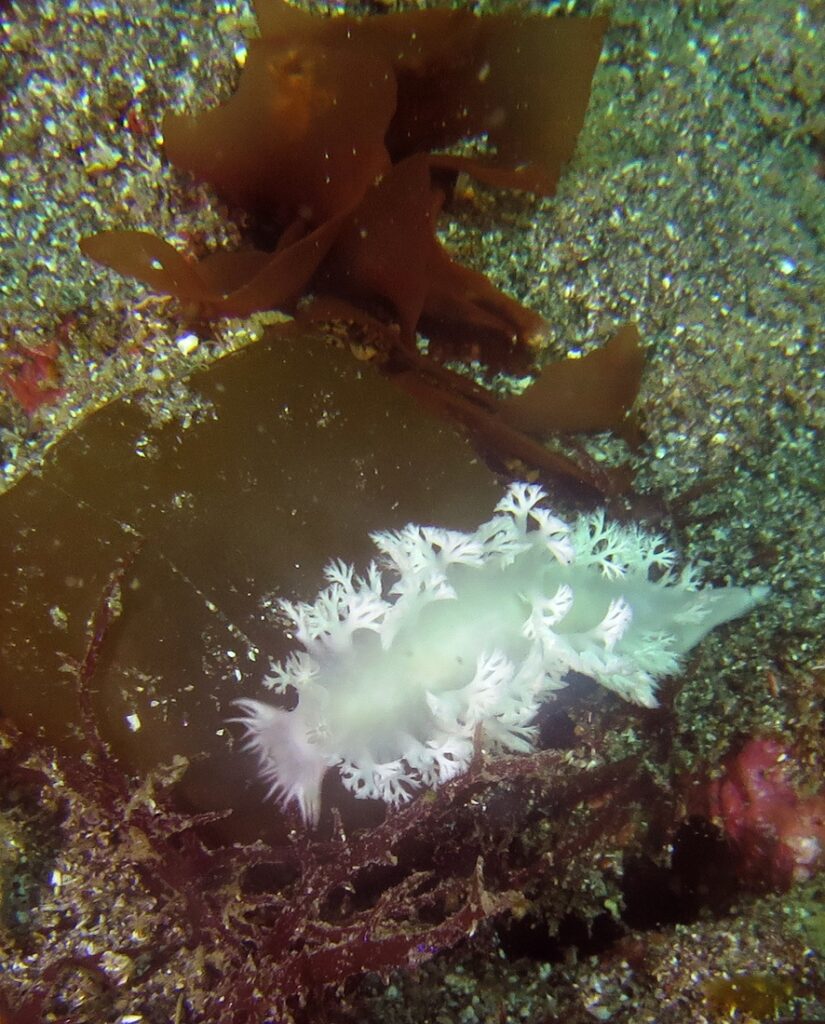 フルフェイスマスクSP講習　PADI　城ヶ島ダイビング