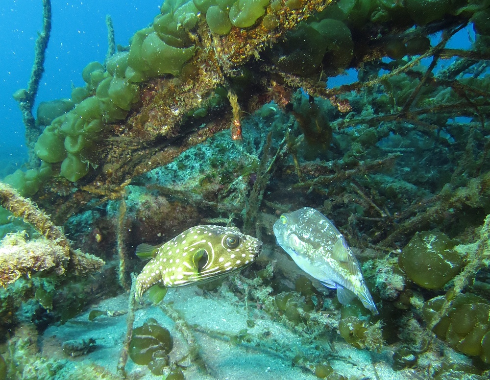 フルフェイスマスクSP講習　PADI　城ヶ島ダイビング