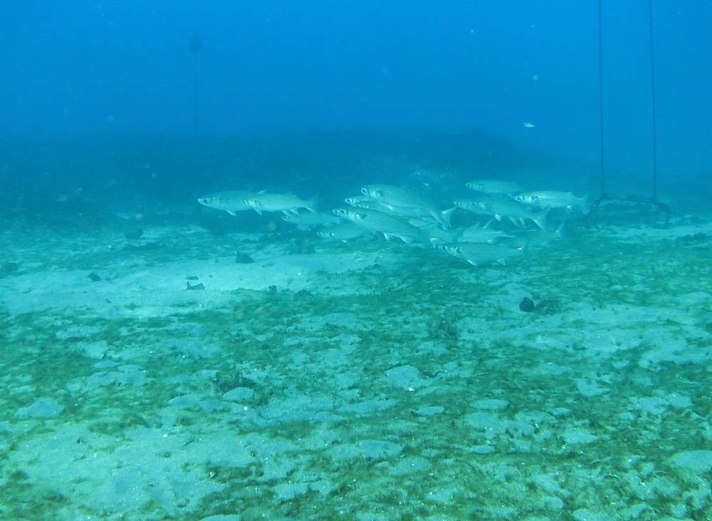 フルフェイスマスクSP講習　PADI　城ヶ島ダイビング