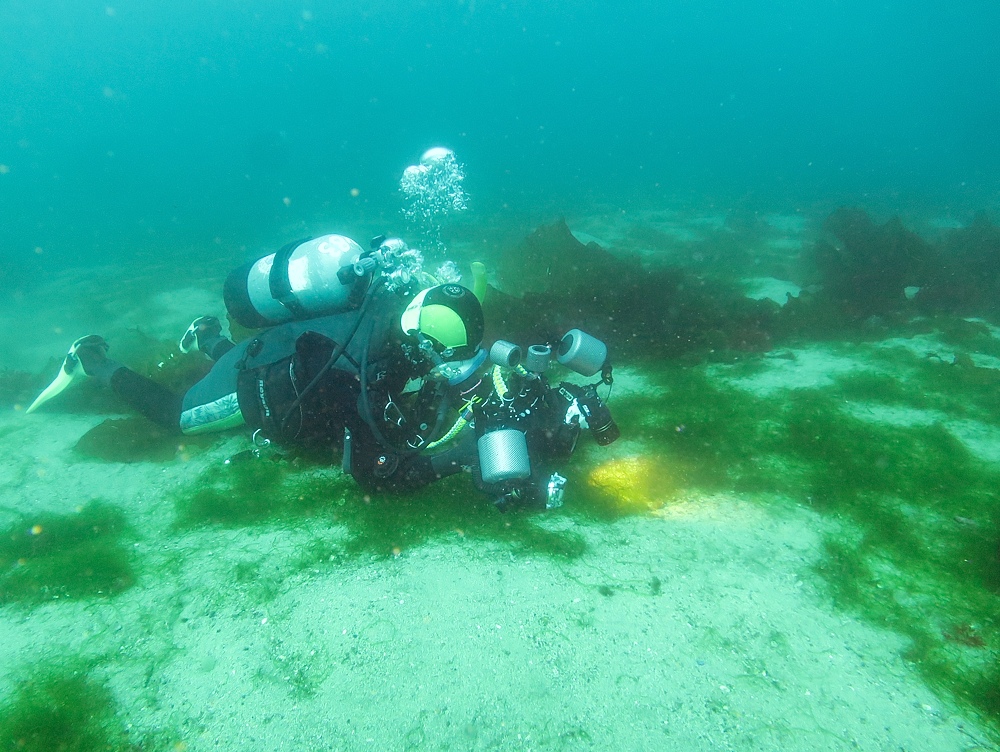ダイビング　平沢　海藻　ワレカラ　ウミテング