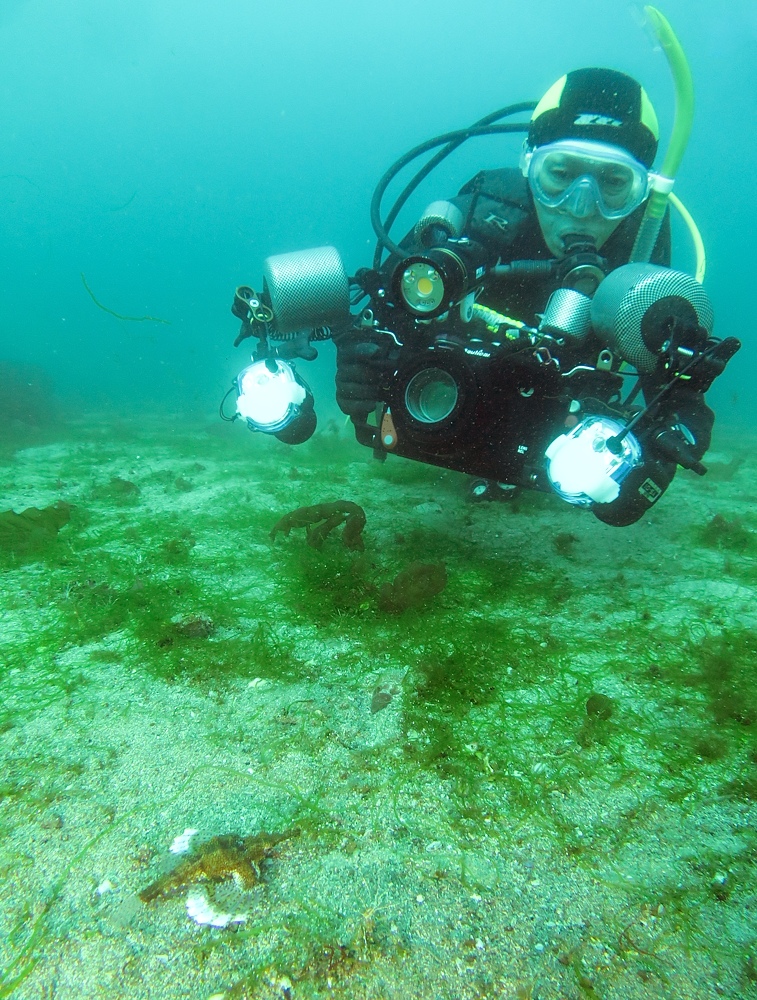 ダイビング　平沢　海藻　ワレカラ　ウミテング