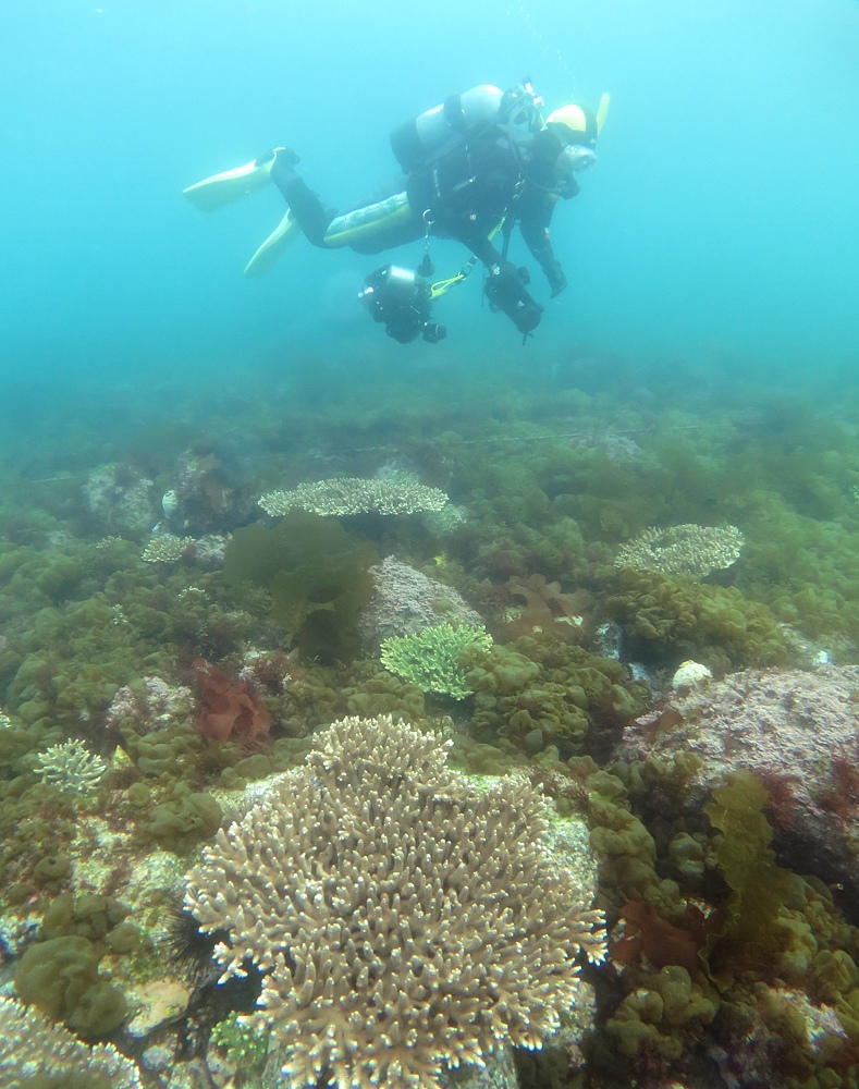 ダイビング　平沢　海藻　ワレカラ　ウミテング