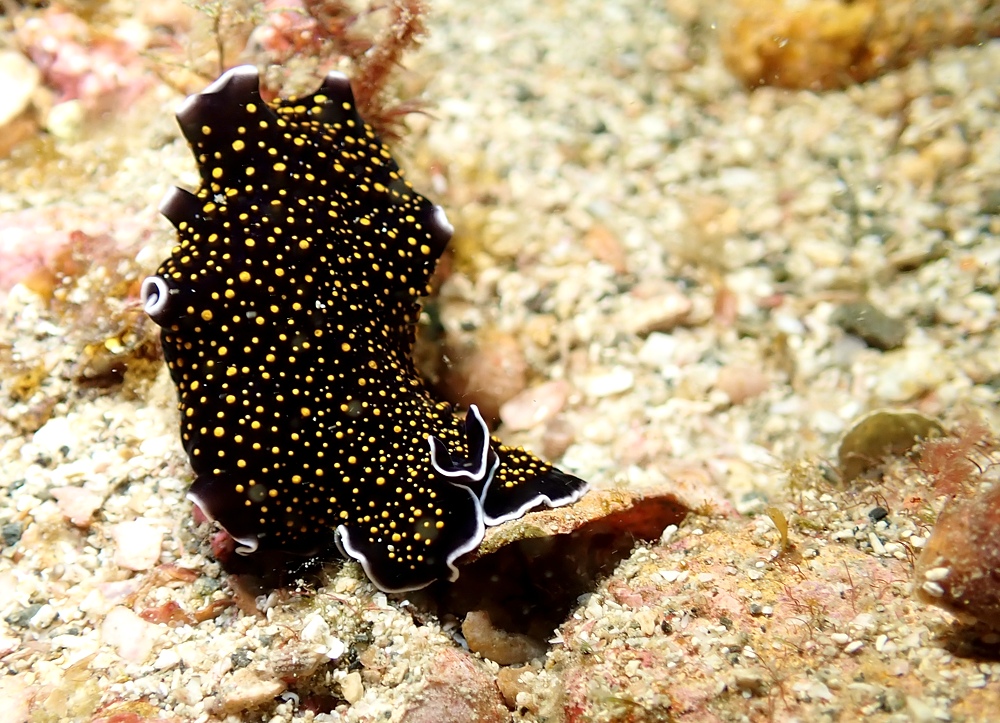 串本　ダイビング　南紀　赤鯱　生物