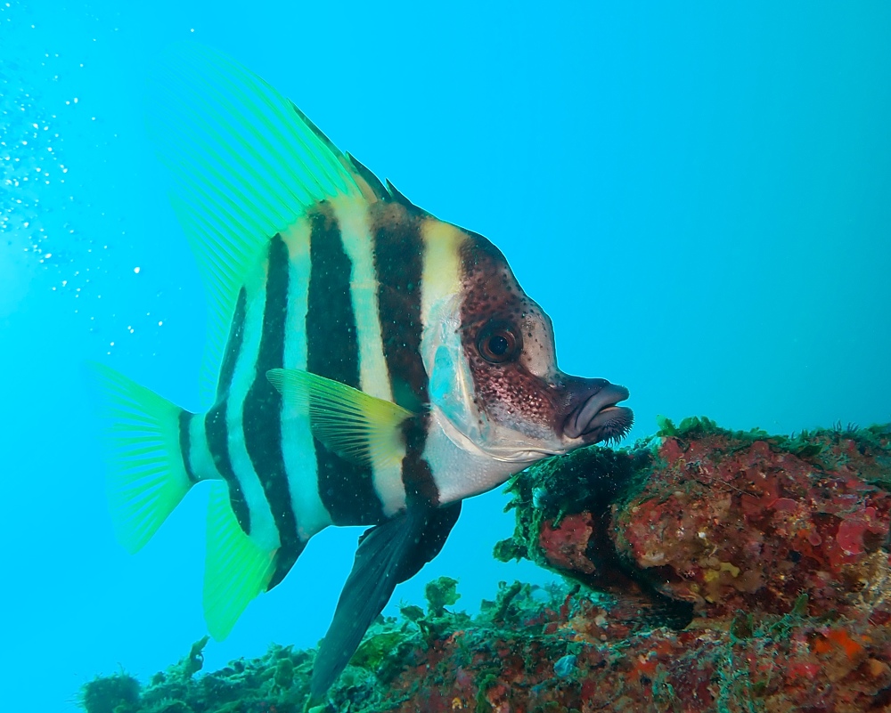串本　ダイビング　南紀　赤鯱　生物