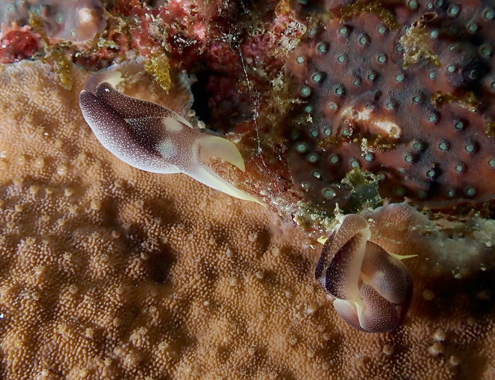 串本　ダイビング　南紀　赤鯱　生物　ウミウシ