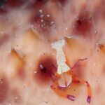 福浦　ダイビング　水中スクーター　ナイトダイビング　ウミウシカクレエビ