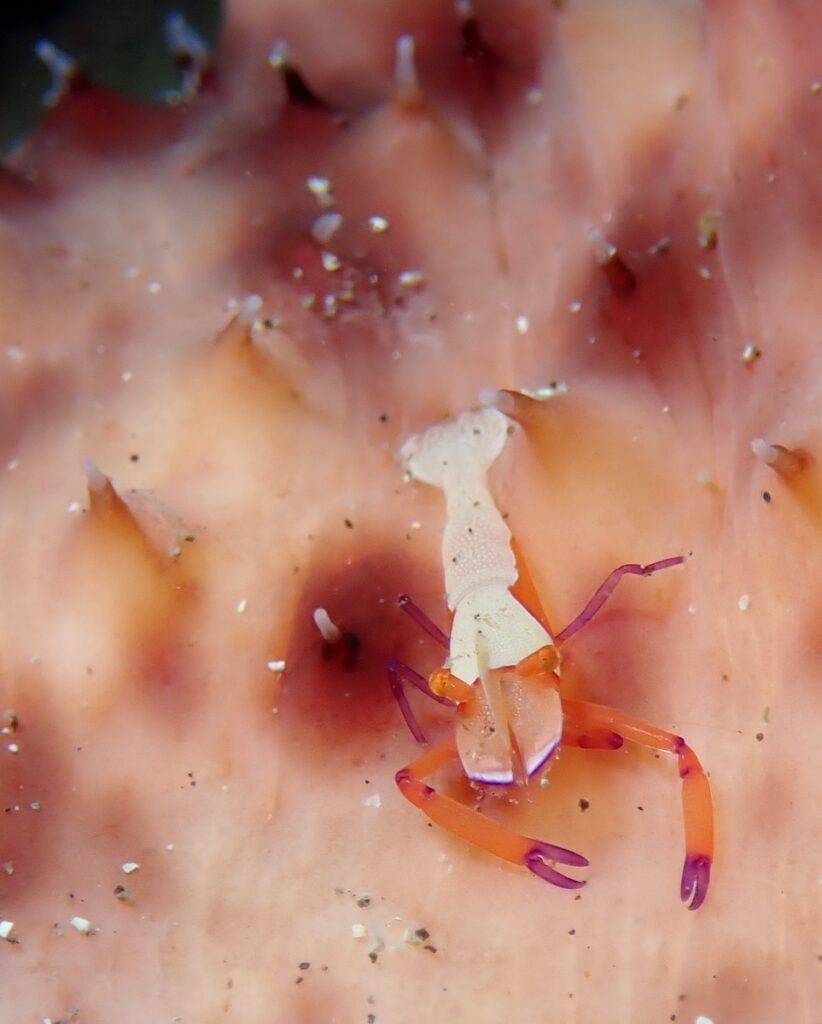 福浦　ダイビング　水中スクーター　ナイトダイビング　ウミウシカクレエビ