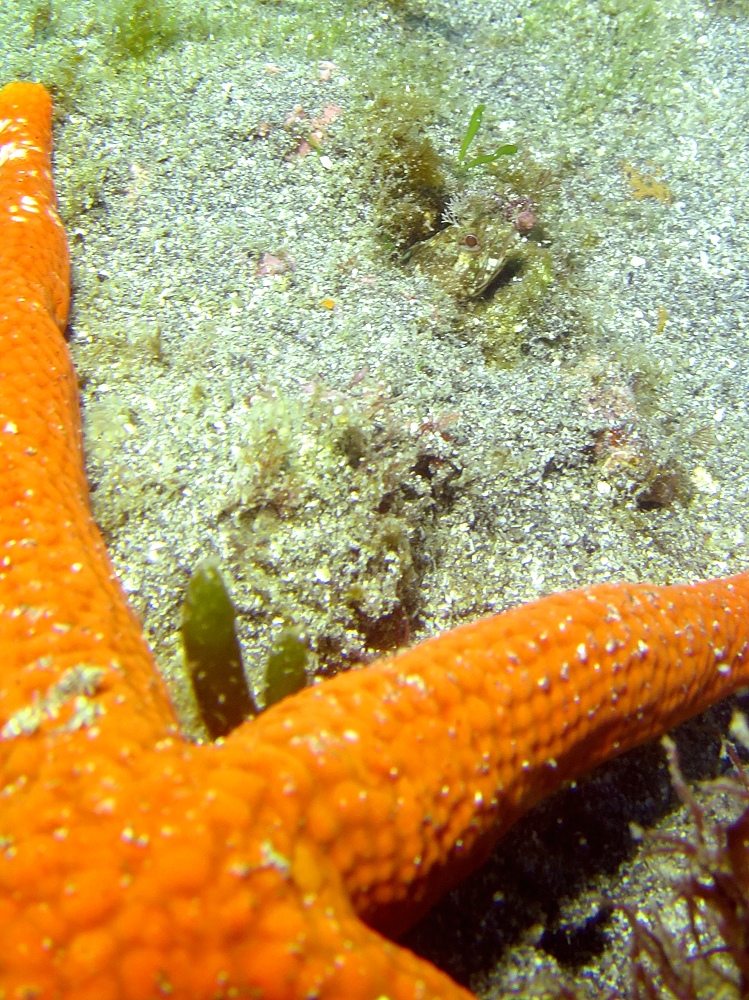 フルフェイスマスクSP講習　PADI　城ヶ島ダイビング