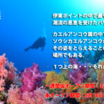 五島根　伊東　ダイビング　