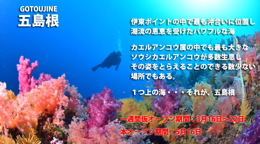 五島根　伊東　ダイビング　