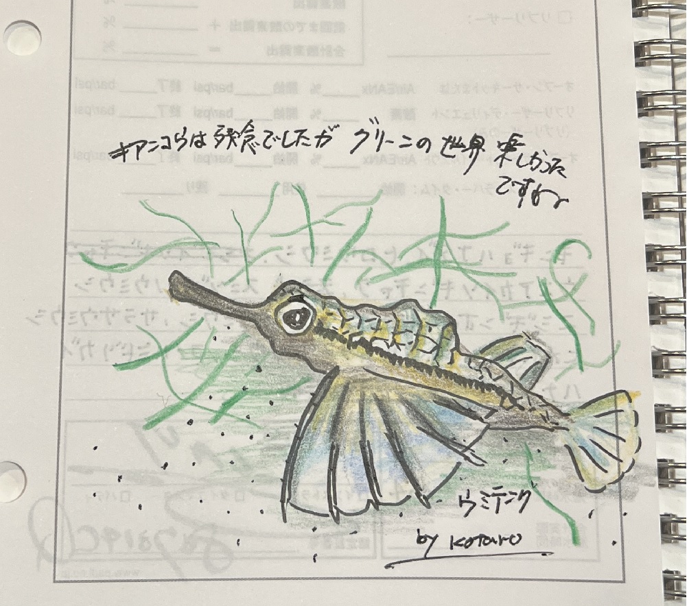 ダイビング　平沢　海藻　ワレカラ　ウミテング