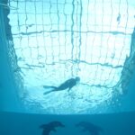 スキンダイビング講習　屋内プール　日帰り　ライセンス取得