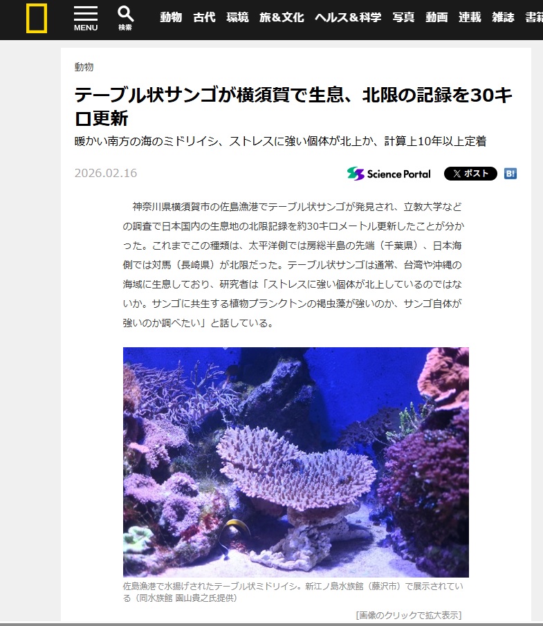 相模湾 エンタクミドリイシ テーブルサンゴ