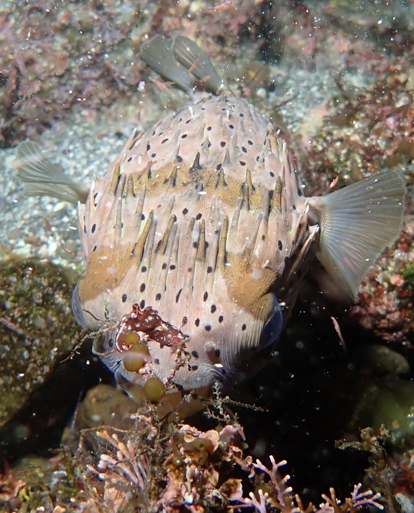 福浦　ダイビング　水中スクーター　ナイトダイビング　ウミウシカクレエビ
