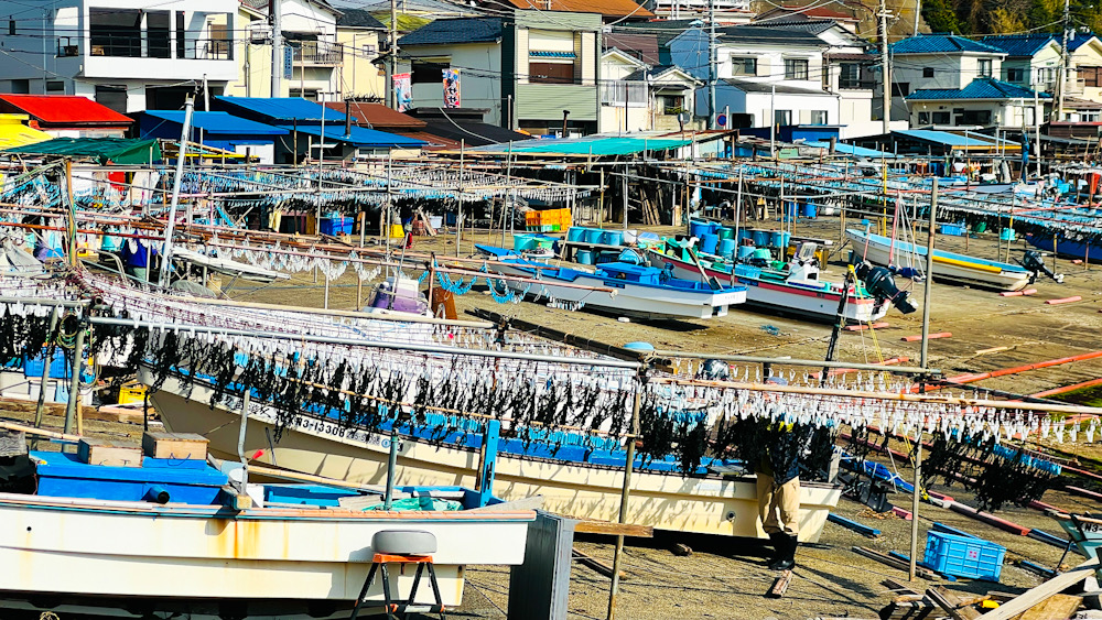 小坪　ワカメ　漁港　逗子