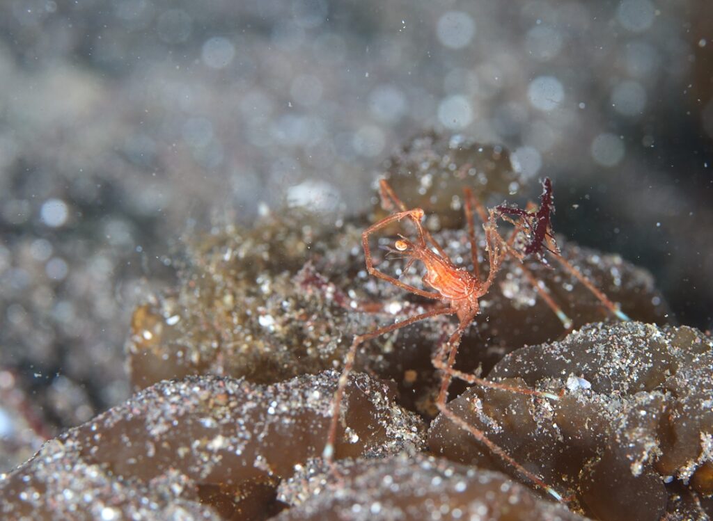 大瀬崎　ダイビング　ツノザヤ　ハナイカ　テングノオトシゴ