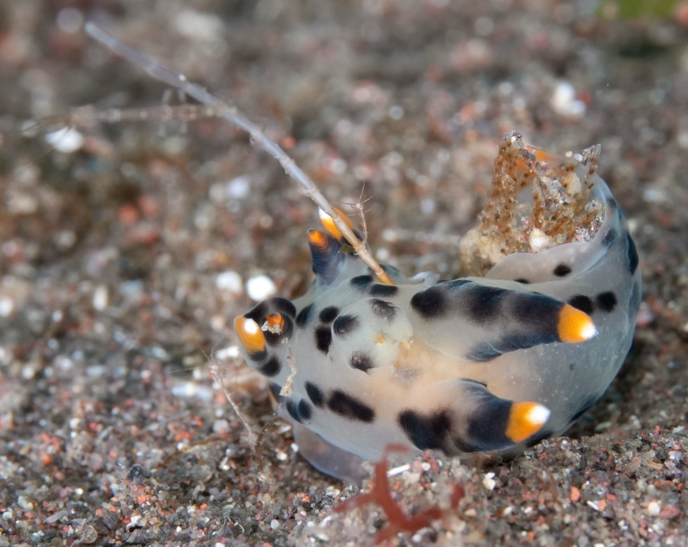 大瀬崎　ダイビング　ツノザヤ　ハナイカ　テングノオトシゴ