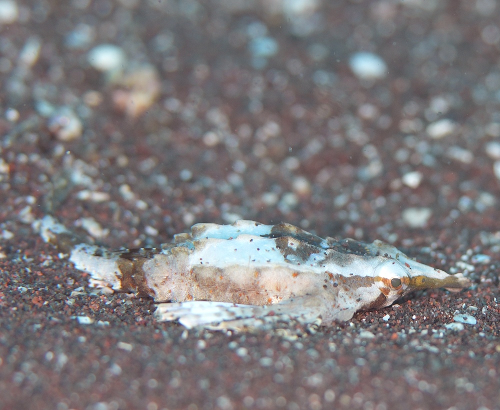 大瀬崎　ダイビング　ツノザヤ　ハナイカ　テングノオトシゴ