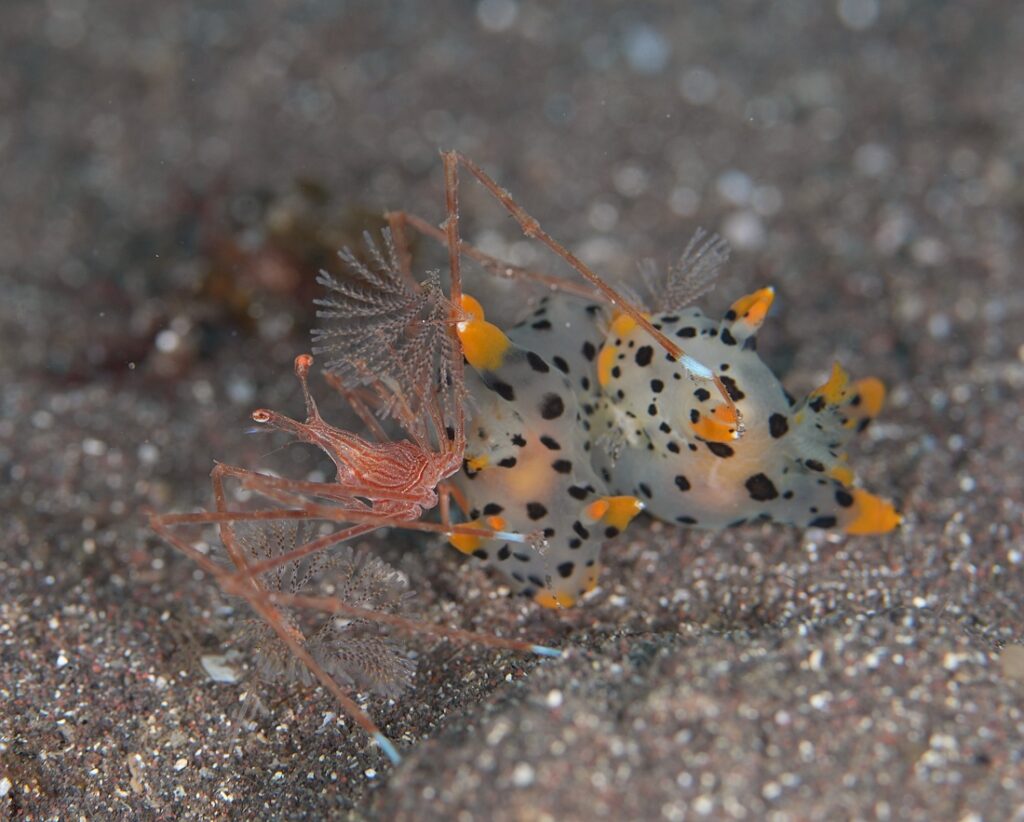 大瀬崎　ダイビング　ツノザヤ　ハナイカ　テングノオトシゴ