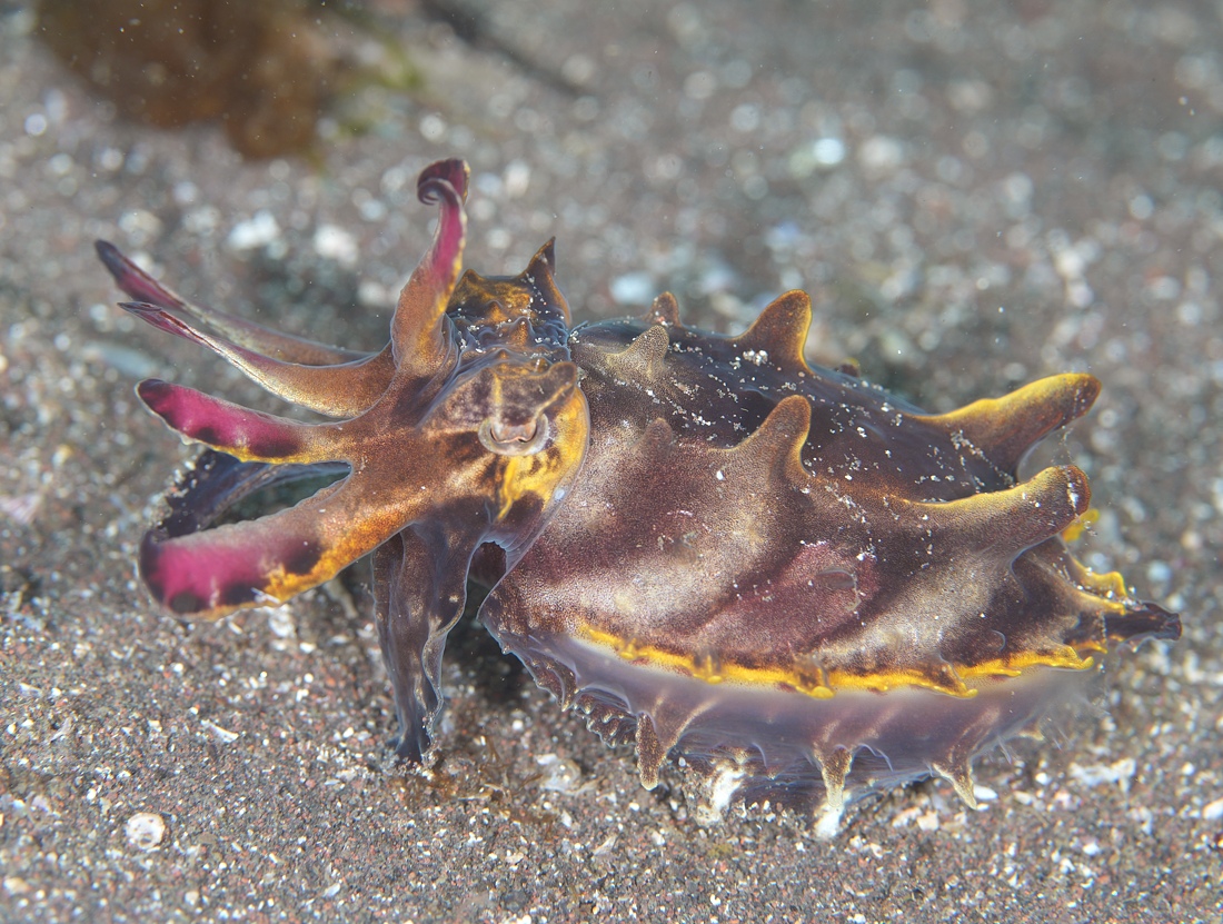 西伊豆 大瀬崎にてハナイカにテングノオトシゴとレア物だらけ - PADI