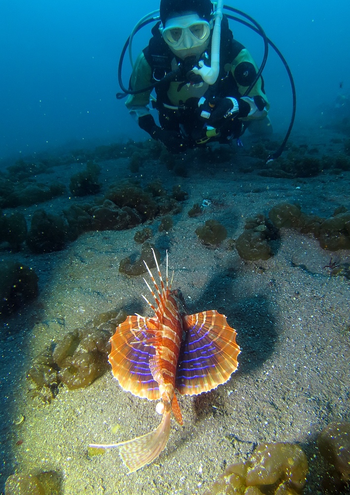 大瀬崎　ダイビング　ツノザヤ　ハナイカ　テングノオトシゴ