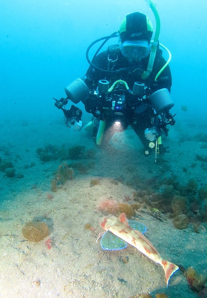 大瀬崎　ダイビング　ツノザヤ　ハナイカ　テングノオトシゴ