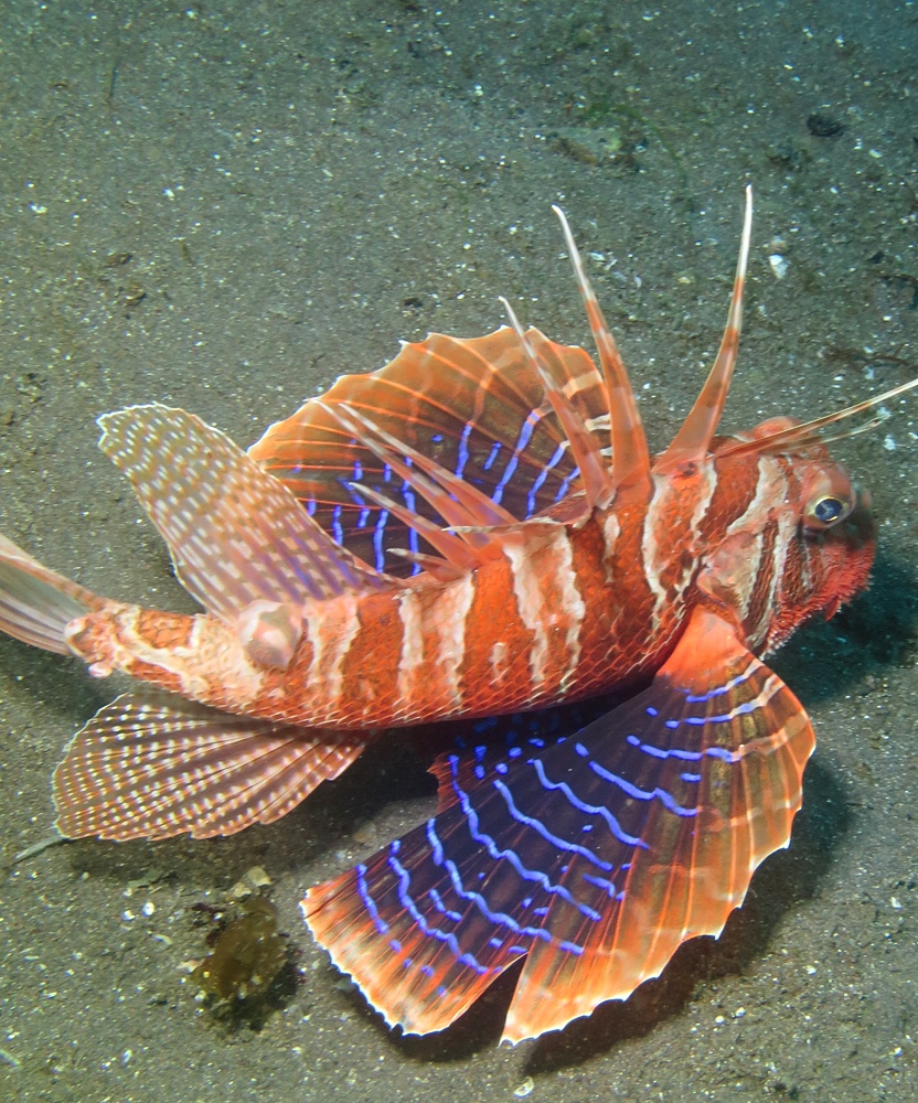 大瀬崎　ダイビング　ツノザヤ　ハナイカ　テングノオトシゴ