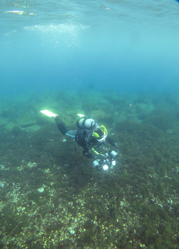 大瀬崎　ダイビング　ツノザヤ　ハナイカ　テングノオトシゴ