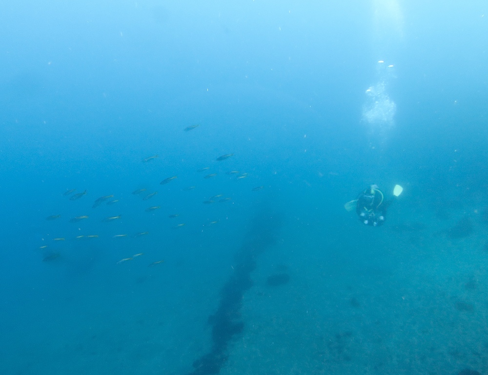 大瀬崎　ダイビング　ツノザヤ　ハナイカ　テングノオトシゴ