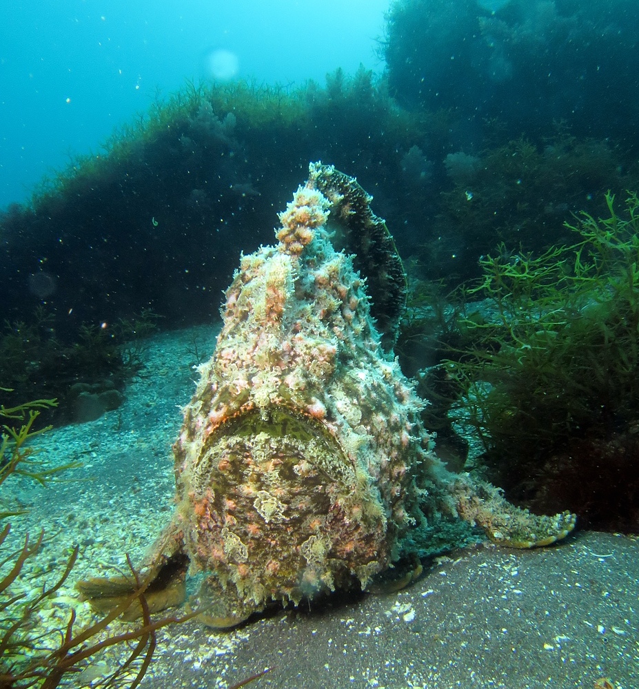 大瀬崎　ダイビング　ツノザヤ　ハナイカ　テングノオトシゴ