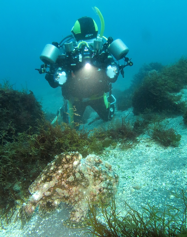 大瀬崎　ダイビング　ツノザヤ　ハナイカ　テングノオトシゴ