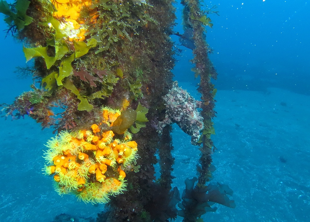 大瀬崎　ダイビング　ツノザヤ　ハナイカ　テングノオトシゴ