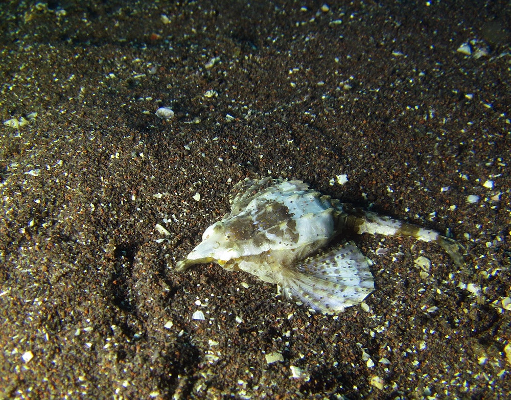 大瀬崎　ダイビング　ツノザヤ　ハナイカ　テングノオトシゴ