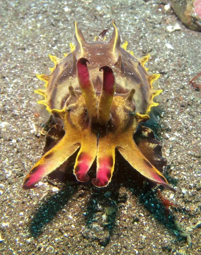 大瀬崎　ダイビング　ツノザヤ　ハナイカ　テングノオトシゴ